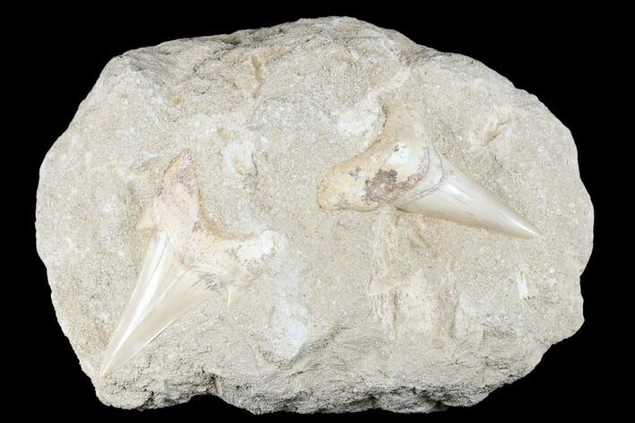 Two Large Otodus Shark Teeth in Rock - Eocene #174182